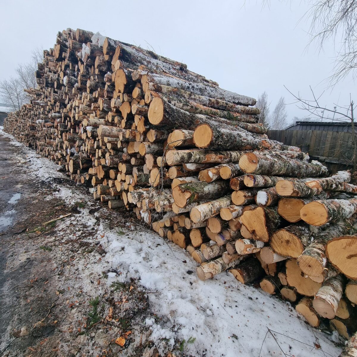 Birch logs